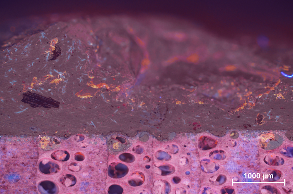 Mikroskopbild i lila och rosa toner som visar ett mörkt ytligt pansarskikt ovanpå ett poröst material med många runda håligheter. En skala på 1000 µm syns nere till höger.