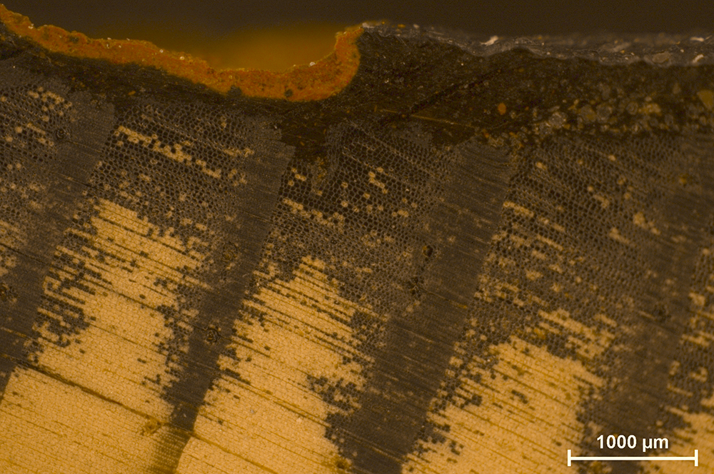 Mikroskopbild i bruna och gula toner som visar ett mörkt pansarskikt ovanpå ett träliknande material med tydlig cellstruktur. En ojämn fördjupning syns i ytskiktet. Skala 1000 µm nere till höger.
