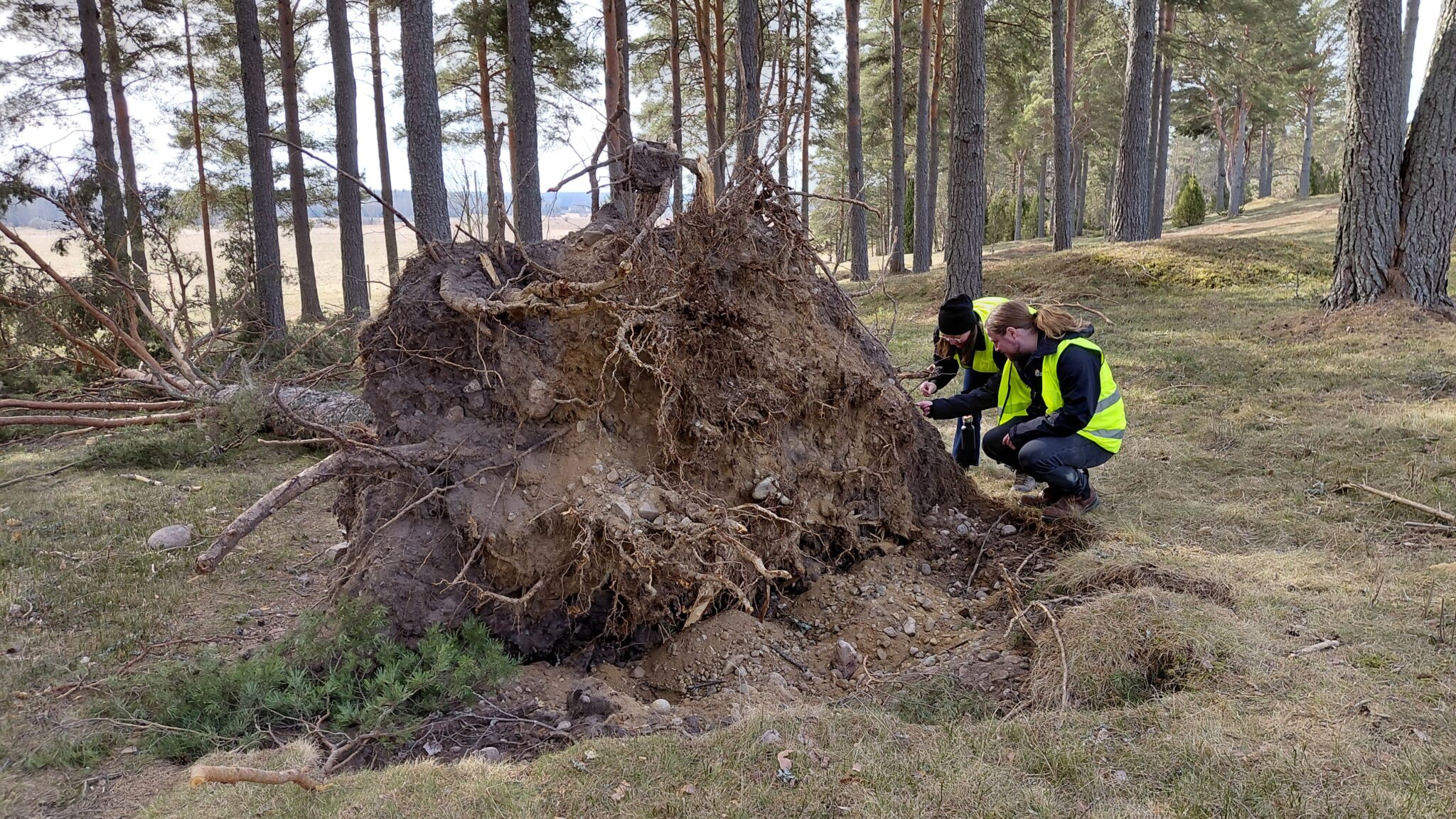En stor rotvälta inventeras av två personer i gula väster. Platsen är Sörbygravfältet Årsunda Sandviken.