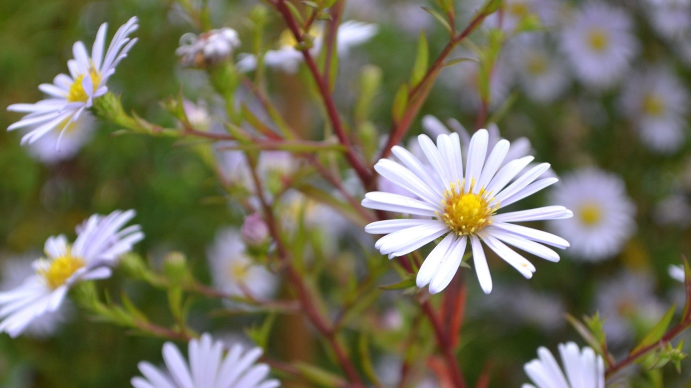 Vit prästkrageliknande blomma med gul mitt bland gröna stjälkar.